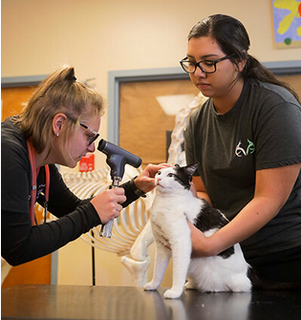 Veterinary Technology A.A.S.